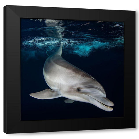 Life Is Short-Smile While You Still Have Teeth... Black Modern Wood Framed Art Print by Cohen, Oren