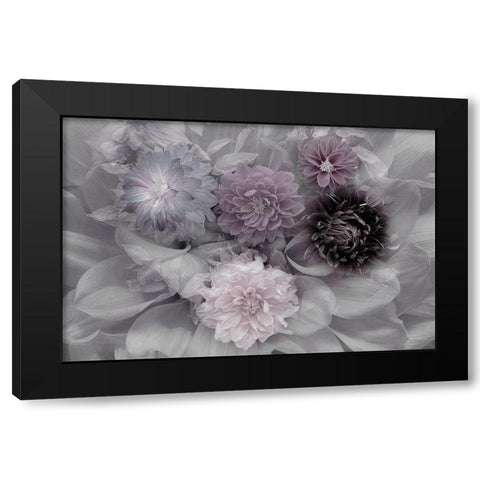 Dahlia Dream Black Modern Wood Framed Art Print with Double Matting by Schuster, Inge