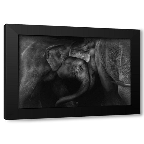 Elephant 2 Black Modern Wood Framed Art Print by Ceriali, Claudio