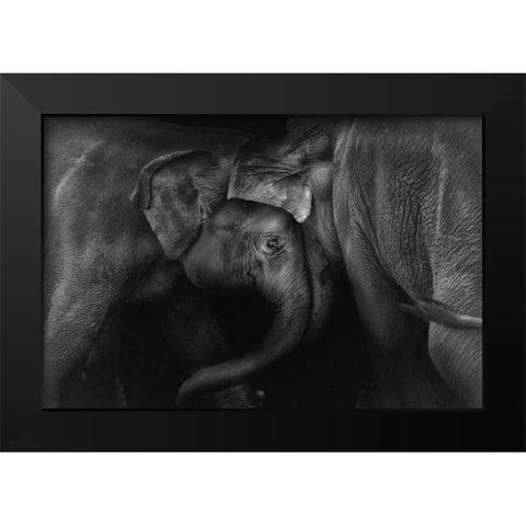 Elephant 2 Black Modern Wood Framed Art Print by Ceriali, Claudio
