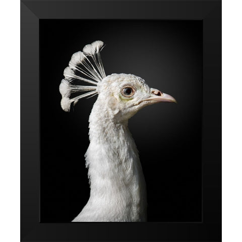 M A J E S T I C Black Modern Wood Framed Art Print by Fegari