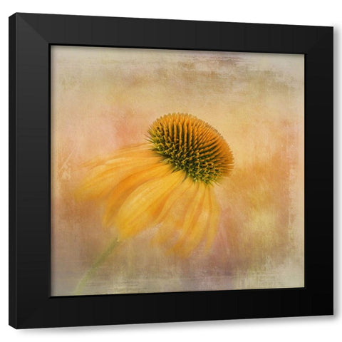 Echinacea In Yellow Black Modern Wood Framed Art Print by Gray, Gaille