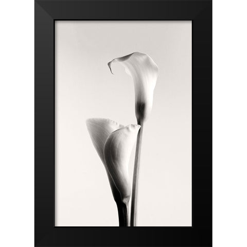 Calla Black Modern Wood Framed Art Print by Hanchevici, Calin