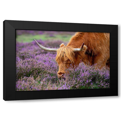 Highland Graze Black Modern Wood Framed Art Print by Parker, Jacky
