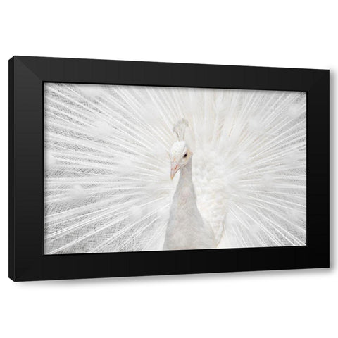 Splendid Whitie Black Modern Wood Framed Art Print by Fegari