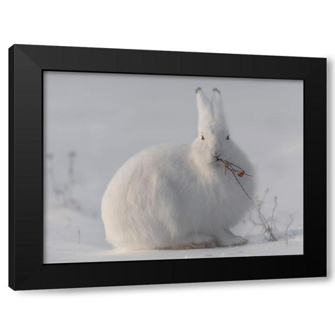 Wild Arctic Hare Black Modern Wood Framed Art Print with Double Matting by Marchegiani, Roberto