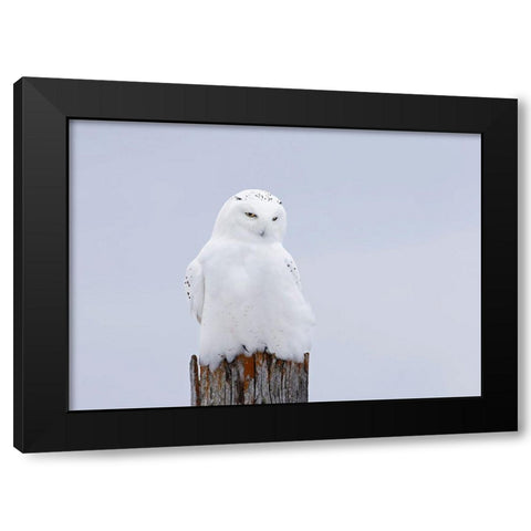 Snowy Owl - The Ghost Black Modern Wood Framed Art Print by Cumming, Jim