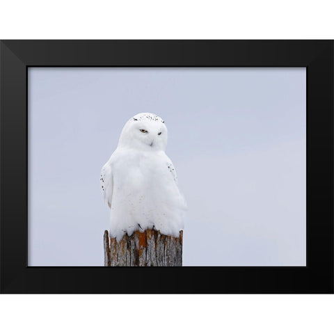 Snowy Owl - The Ghost Black Modern Wood Framed Art Print by Cumming, Jim