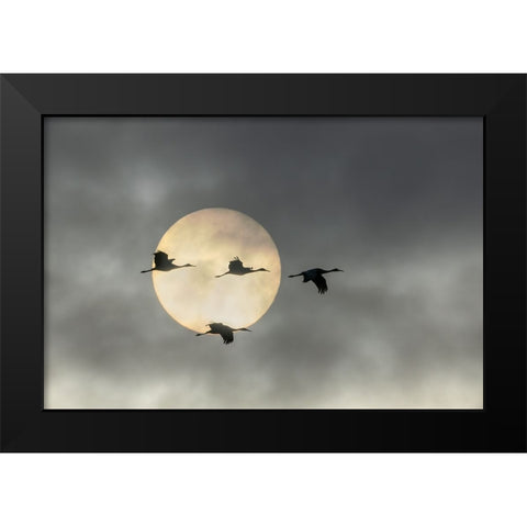 Over The Moon Black Modern Wood Framed Art Print by Fan, John