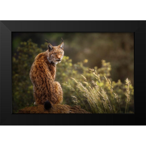 Lynx Fine Art. Black Modern Wood Framed Art Print by Saavedra Ruiz, Sergio