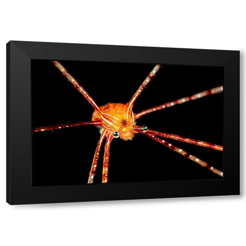 Spider Squat Lobster Black Modern Wood Framed Art Print by Gabriel, Barathieu