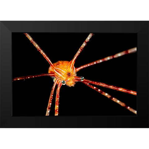 Spider Squat Lobster Black Modern Wood Framed Art Print by Gabriel, Barathieu