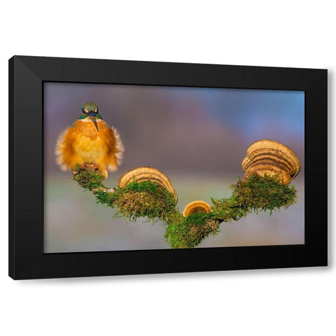 Buhtlin Black Modern Wood Framed Art Print by Sabol, Petar