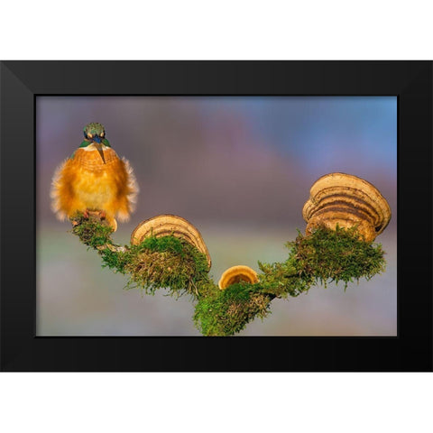 Buhtlin Black Modern Wood Framed Art Print by Sabol, Petar