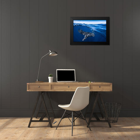 Whale Shark On Split Level Black Modern Wood Framed Art Print by Gabriel, Barathieu