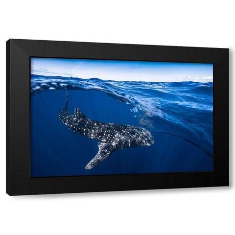 Whale Shark On Split Level Black Modern Wood Framed Art Print by Gabriel, Barathieu