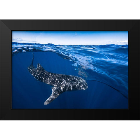 Whale Shark On Split Level Black Modern Wood Framed Art Print by Gabriel, Barathieu