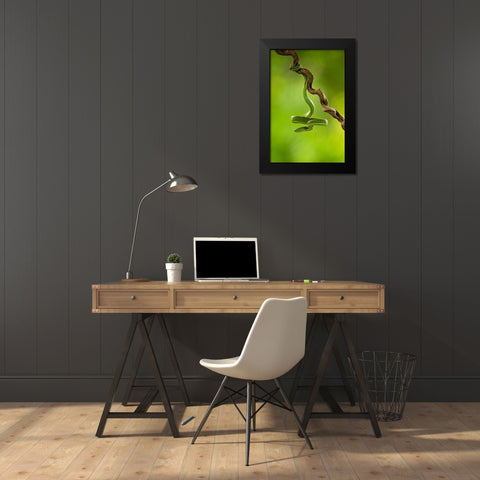 Side-Striped Palm Pitviper Black Modern Wood Framed Art Print by Zygmunt, Milan