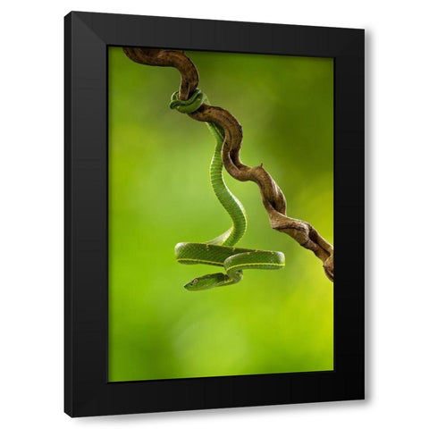 Side-Striped Palm Pitviper Black Modern Wood Framed Art Print by Zygmunt, Milan