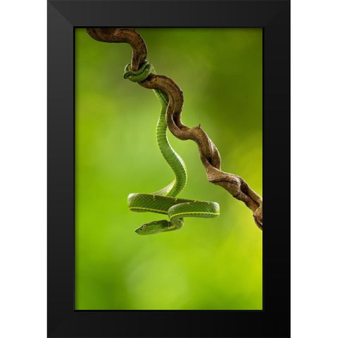 Side-Striped Palm Pitviper Black Modern Wood Framed Art Print by Zygmunt, Milan