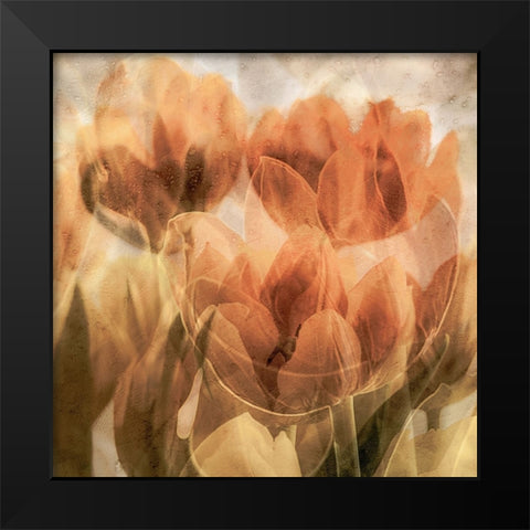 Tulips Black Modern Wood Framed Art Print by Vangindertael, Luc