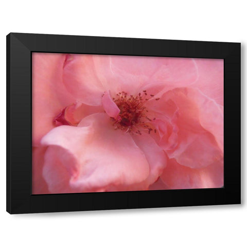 Lovely Pink Black Modern Wood Framed Art Print with Double Matting by Petrovic, Snezana
