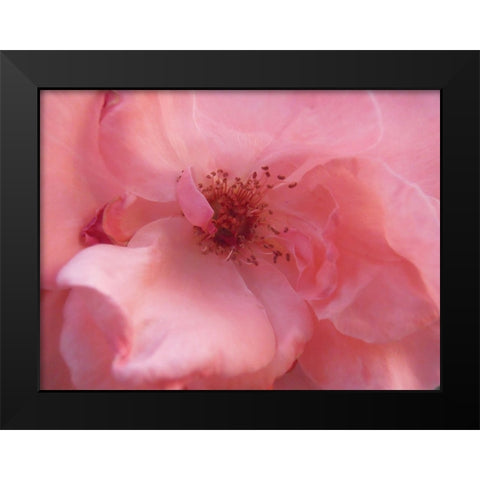 Lovely Pink Black Modern Wood Framed Art Print by Petrovic, Snezana