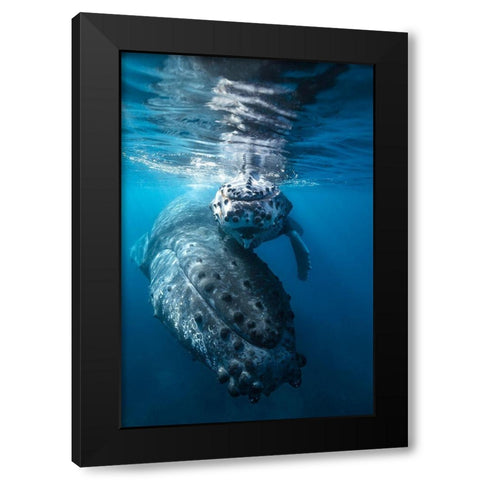 Humpback Whale And Calf Black Modern Wood Framed Art Print by Gabriel, Barathieu