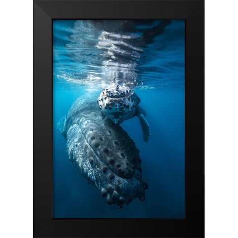 Humpback Whale And Calf Black Modern Wood Framed Art Print by Gabriel, Barathieu