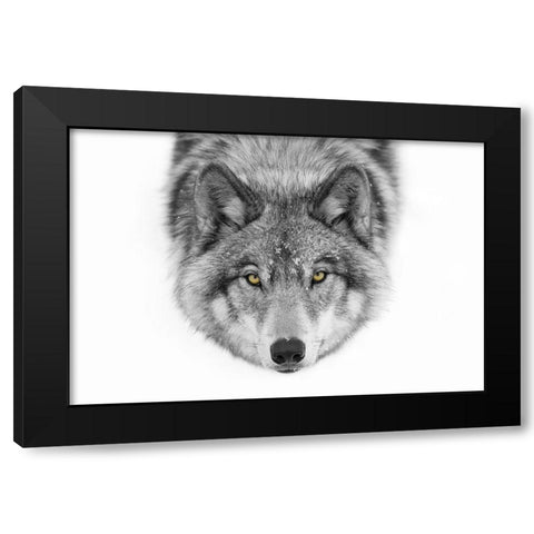 Yellow Eyes - Timber Wolf Black Modern Wood Framed Art Print by Cumming, Jim