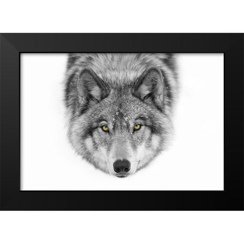 Yellow Eyes - Timber Wolf Black Modern Wood Framed Art Print by Cumming, Jim