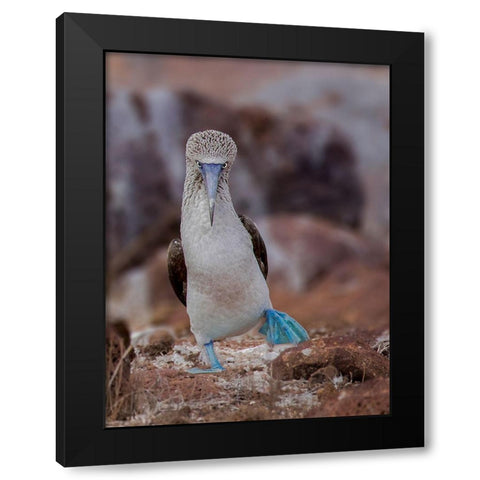 Blue-Footed Booby Black Modern Wood Framed Art Print by And Wei, Siyu
