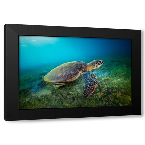 Green Turtle Black Modern Wood Framed Art Print by Gabriel, Barathieu