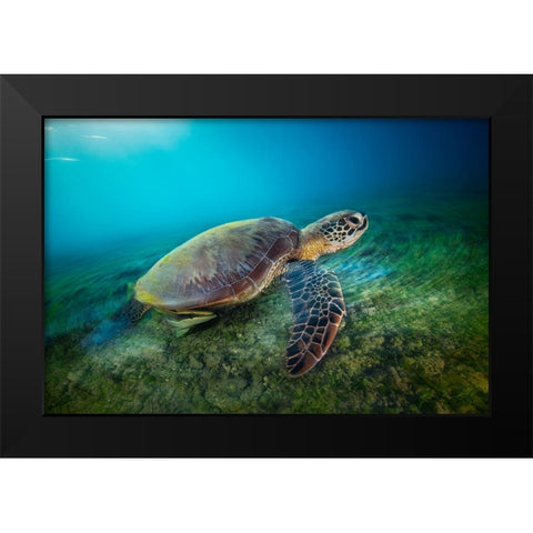 Green Turtle Black Modern Wood Framed Art Print by Gabriel, Barathieu