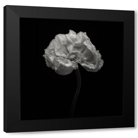 Poppy Black Modern Wood Framed Art Print with Double Matting by Gronkjar, Lotte