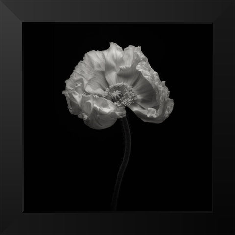 Poppy Black Modern Wood Framed Art Print by Gronkjar, Lotte