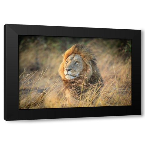 Blondie Black Modern Wood Framed Art Print by C. Sink, Jeffrey