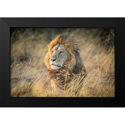 Blondie Black Modern Wood Framed Art Print by C. Sink, Jeffrey