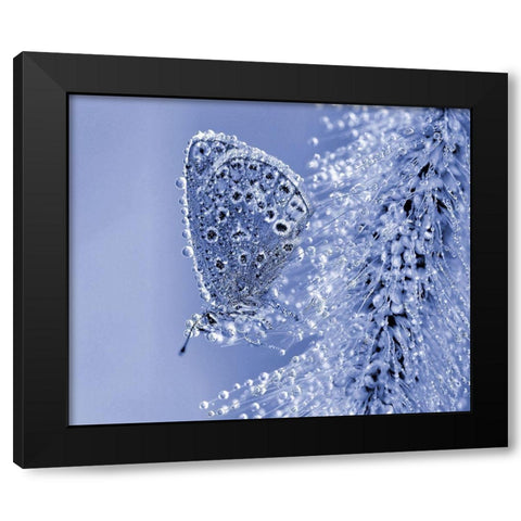 Christmas Butterfly... Black Modern Wood Framed Art Print by Dufour, Thierry