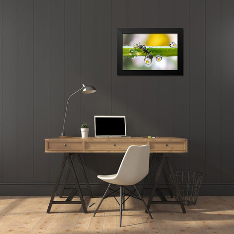 The Ant Between The Drops Black Modern Wood Framed Art Print by Caleffi, Emanuele