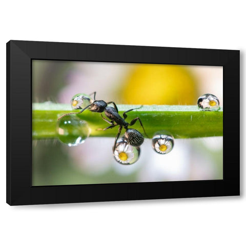 The Ant Between The Drops Black Modern Wood Framed Art Print with Double Matting by Caleffi, Emanuele