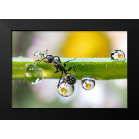 The Ant Between The Drops Black Modern Wood Framed Art Print by Caleffi, Emanuele