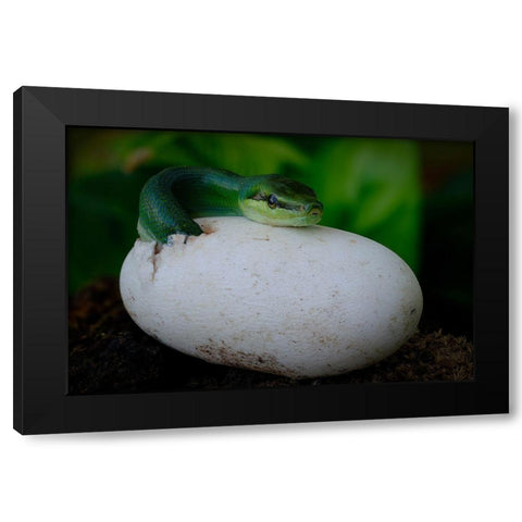 Gonyosoma Oxycephalum Hatching Black Modern Wood Framed Art Print by Tan Phat, Dao