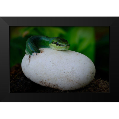 Gonyosoma Oxycephalum Hatching Black Modern Wood Framed Art Print by Tan Phat, Dao