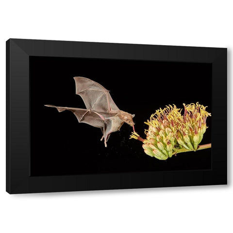 Slurp A Go Black Modern Wood Framed Art Print by Hudson, Peter