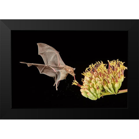 Slurp A Go Black Modern Wood Framed Art Print by Hudson, Peter