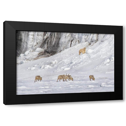 A Polar Bear Looking Down At Four Reindeer Black Modern Wood Framed Art Print with Double Matting by And Wei, Siyu