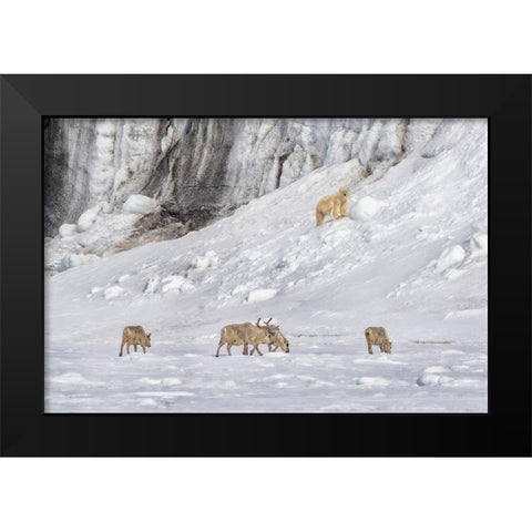 A Polar Bear Looking Down At Four Reindeer Black Modern Wood Framed Art Print by And Wei, Siyu