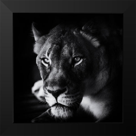 The Look Black Modern Wood Framed Art Print by Berry, Jerry