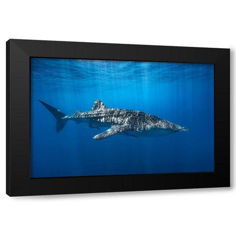 Whale Shark In The Blue Black Modern Wood Framed Art Print by Gabriel, Barathieu